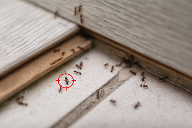 Best Insect Control  in Oak Ridge, NJ